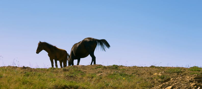 Horses On The Autumn Caucasus Meadow