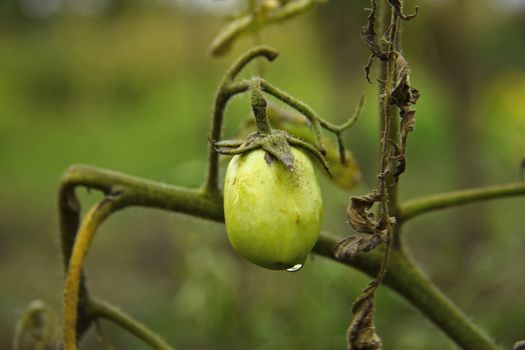 Bush of green tomato in the garden
