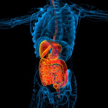 3d render medical illustration of the human digestive system - side view