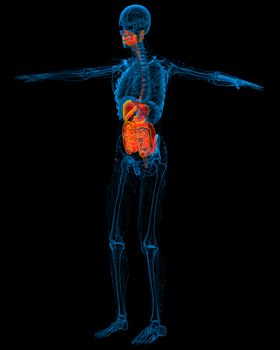 3d render medical illustration of the human digestive system - side view