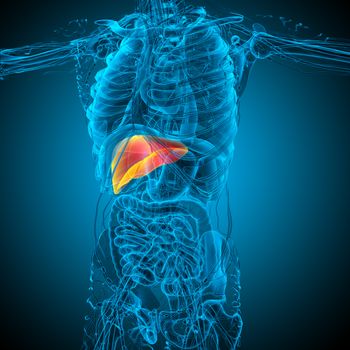3d render medical illustration of the liver - side view