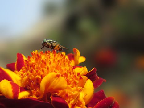 Green fly sitting on yellow Marigold flower ona sunny day.