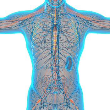 3d render medical illustration of the nerve system - front view