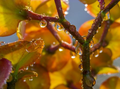 RAINDROPS ON CACTUS FLOWER and LEAF in the early Morning sun