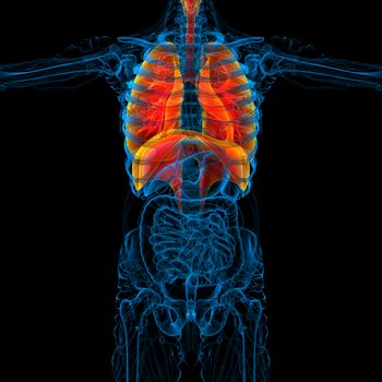 3d render medical illustration of the human respiratory system - front view