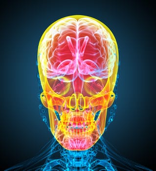3d render medical illustration of the human skull - front view