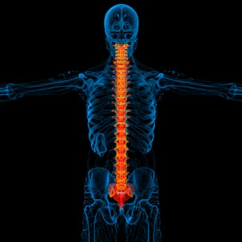 3d render medical illustration of the human spine - back view