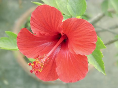 Red hibiscus flower from front view