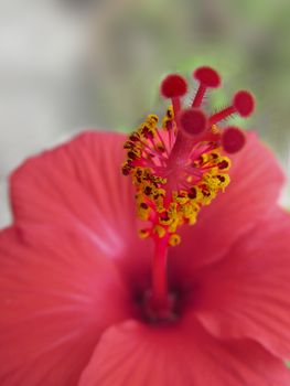 Red hibiscus flower