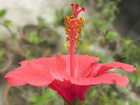 Red hibiscus flower from side view