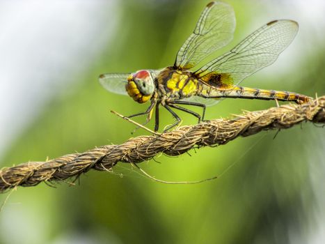 Dragonfly closeup sitting on a coir rope on a sunny day.