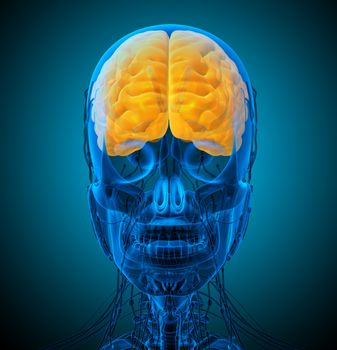 3d render medical illustration of the brain - front view