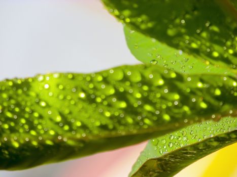 Green leaves water droplet in a multi coloured background.