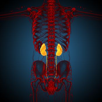 3d render medical illustration of the kidney - back view