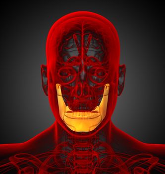  3d render medical illustration of the jaw bone - front view