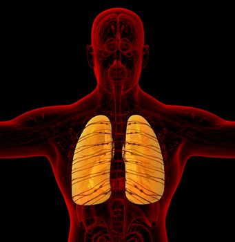 3d render medical illustration of the human lung - back view
