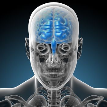 3d render medical illustration of the brain - front view