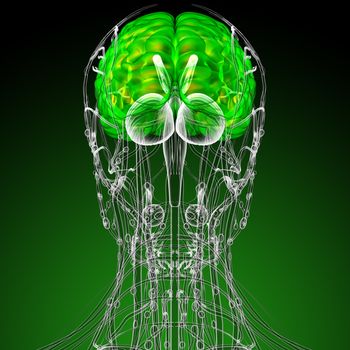 3d render medical illustration of the brain - back view