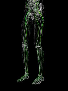 3d render medical illustration of the nerve system - side view