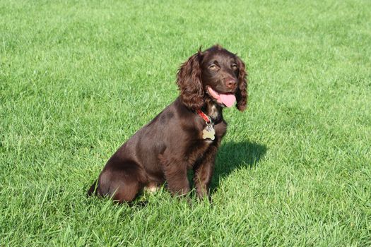 very cute young small chocolate liver working type cocker spaniel