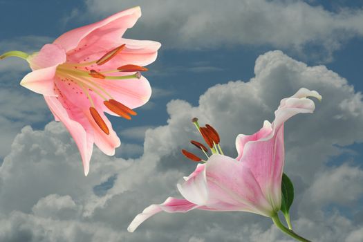 Encounter, pink lilies before a sky with clouds