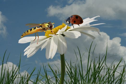 Encounter a hoverfly and a ladybug on a Magarithe