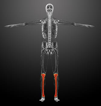 3d render medical illustration of the tibia bone - back view