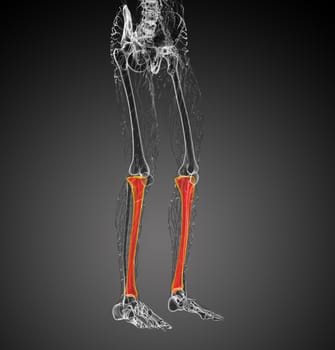 3d render medical illustration of the tibia bone - front view