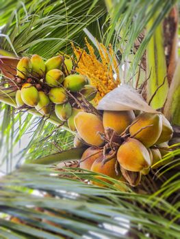 Three Genenrations of Coconuts cultivated in the coconut tree.A coconut tree loaded with bunches of coconut fruits against a bright sunny sky. The water inside young coconuts is a naturally fat-free beverage much appreciated in the tropics, and its rich mineral contents make it a great isotonic drink for sports practisers. 