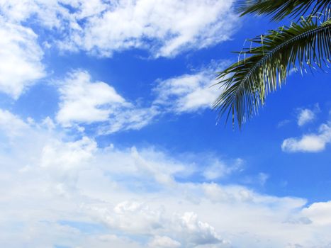 Cloudscape in the midday with coconut leaves from a corner