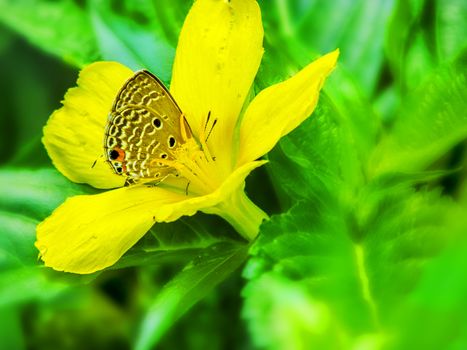 Butterfly sitting on a yellow flower sucking honey hiding in pollen stacks.