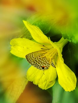 Butterfly sitting on a yellow flower sucking honey hiding in pollen stacks.