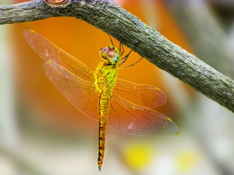 Yellow Dragonfly sitting from below a twig in the falling sun..