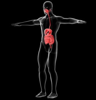 3d render medical illustration of the human digestive system - side view