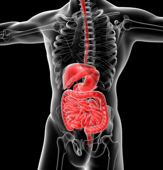 3d render medical illustration of the human digestive system - side view