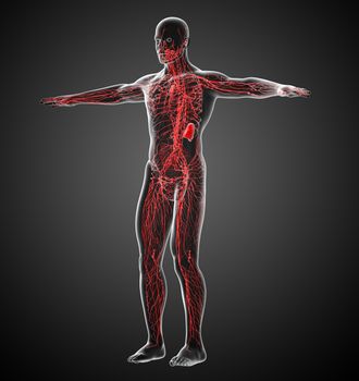 3d render medical illustration of the lymphatic system - side view