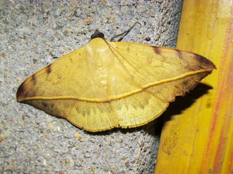 Old leaf colored moth sitting on a wall,mimicry,shape and color of an old leaf.