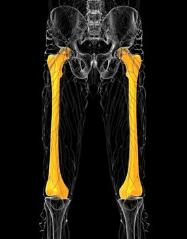 3d render medical illustration of the femur bone - front view