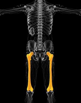 3d render medical illustration of the femur bone - front view