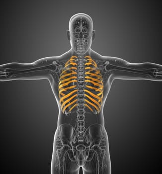 3d render medical illustration of the ribcage - back view