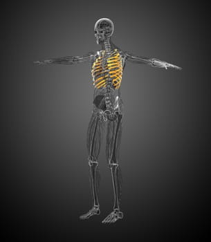 3d render medical illustration of the ribcage - side view