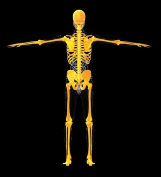 3D medical illustration of the human skeleton - back view