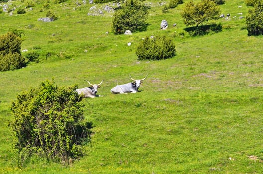 White bulls on the green mountain meadow