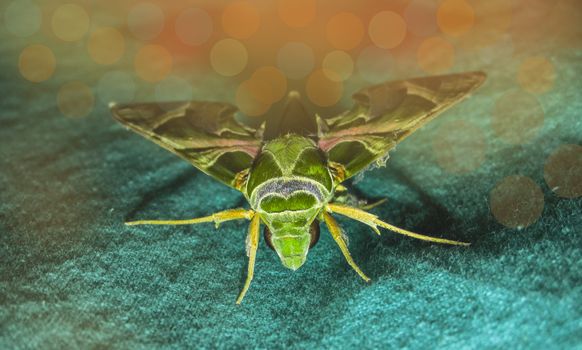 big animal mimic moth sitting on a green cloth