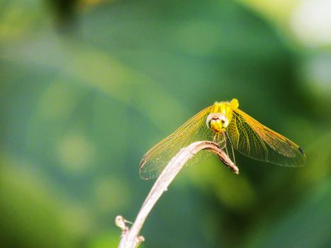 Dragonfly sitting on a twig having sunbath in the midday Sun
