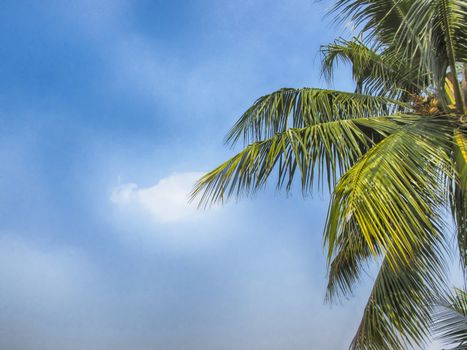 Skyscape hdr on an Autumn Noon with a coconut tree.