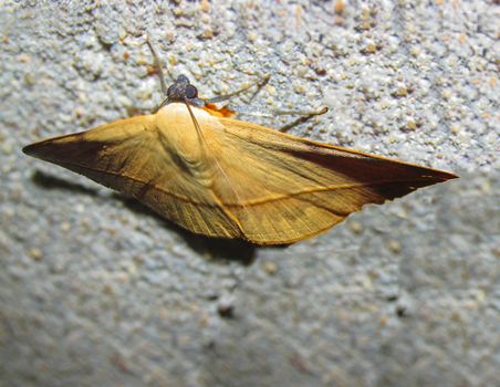 Old leaf colored moth sitting on a concrete wall,mimicry,shape and color of an old leaf.