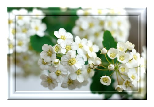 Photo pictures in a rectangular frame with a picture of spring flowers isolated on white background