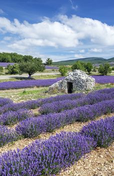 View of Lavender field and blue sky, France