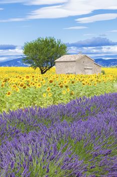 View of lavender and sunflower field with tree in France, Europe